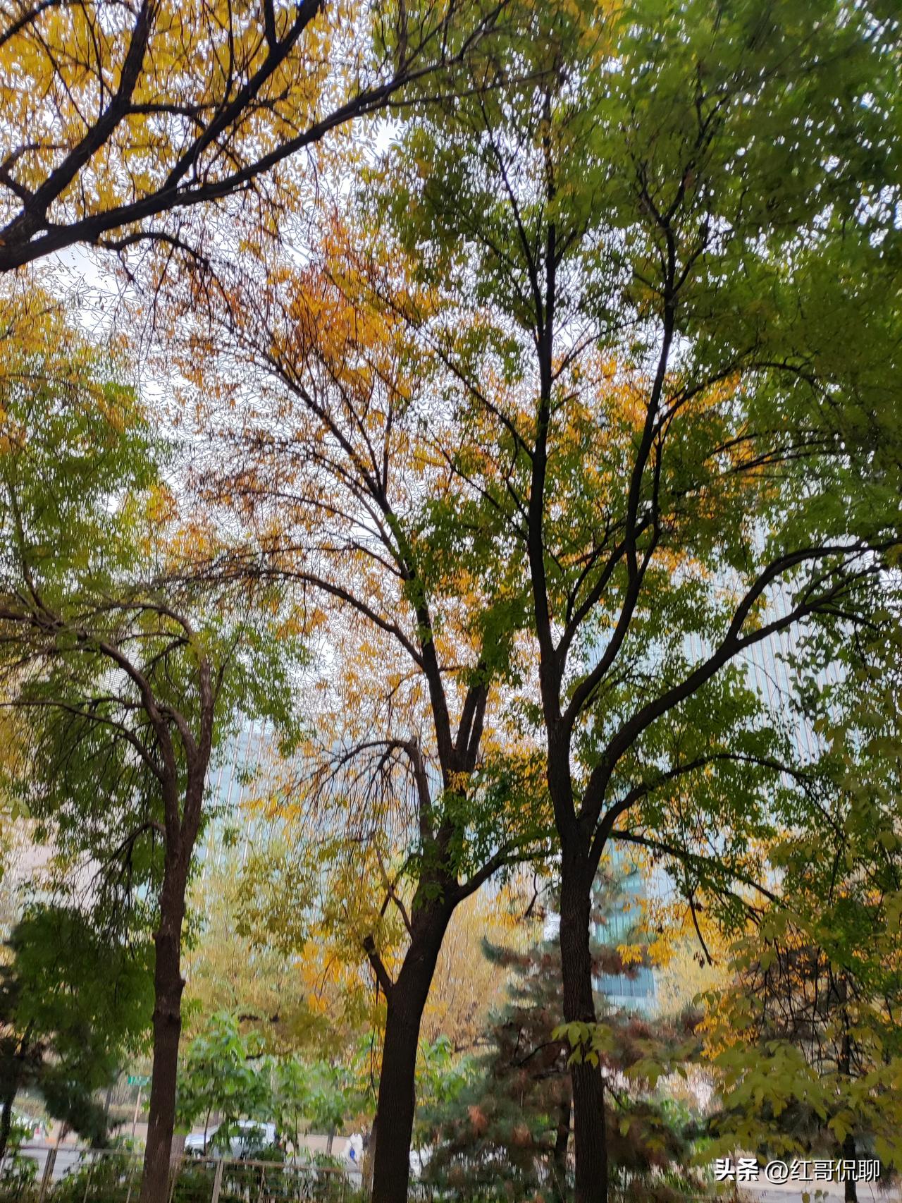 十月北京，举目满是叠彩，回头尽是风景，走在这个季节，脚步不觉慢了半拍，明眸急了几