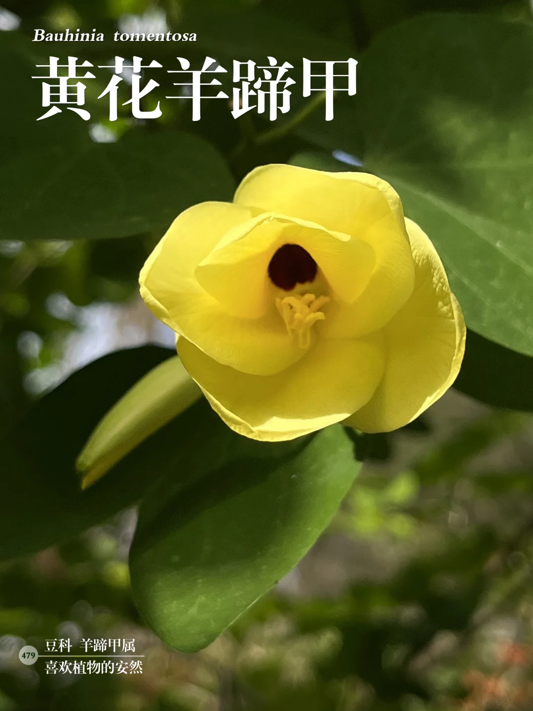 福州植物打标479｜会变色的黄花羊蹄甲