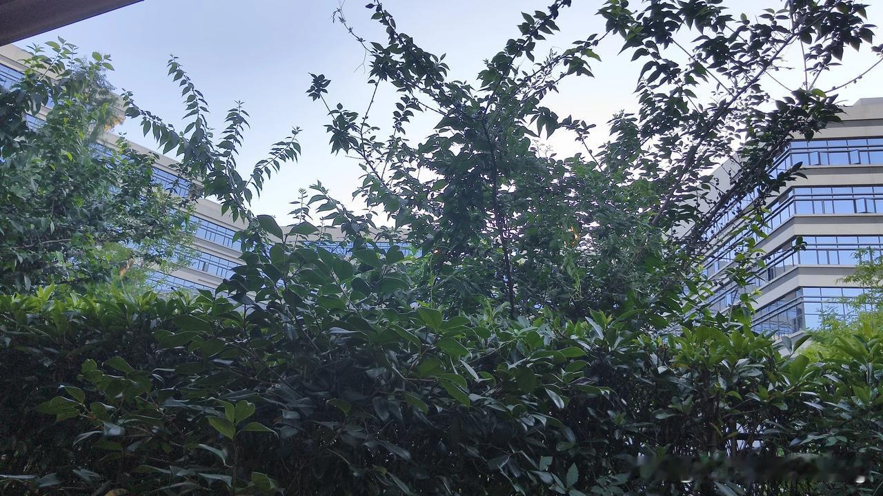 晒图笔记大赛夏日绿植茂盛，给炎热天气带来清凉。