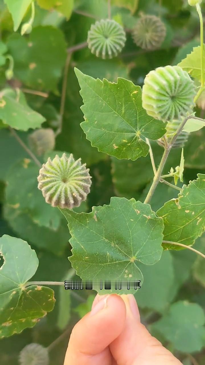 苘麻。
注意看，这种植物就是苘麻，也叫它响耳草。它的果实像个车轮，故也得名车轮草