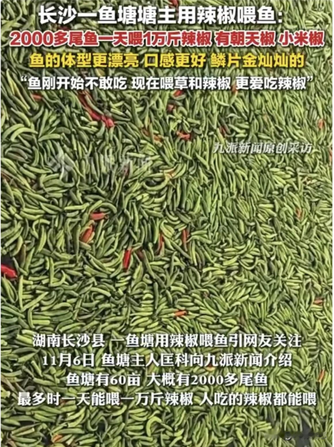 万万没想到，鱼也能吃辣椒？还一天吃掉一万斤？这不是段子，是真事儿！湖南长沙一个鱼