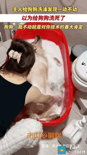 女主人给狗狗洗澡，结果它一动不动，女主人以为它死了吓得直拍它，一连拍了好几次它才