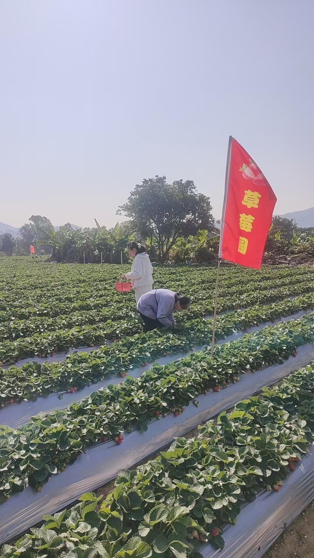 新的一年从摘草莓开始