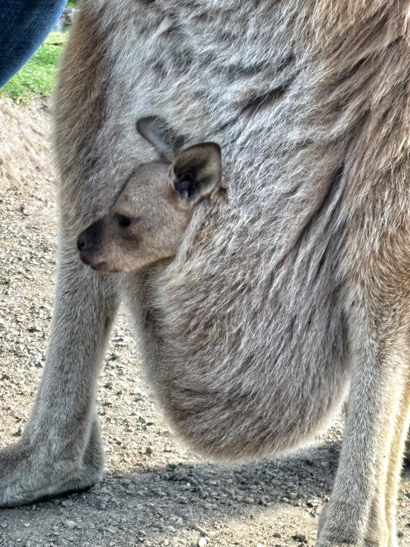 重生之我在澳洲打袋鼠🦘。