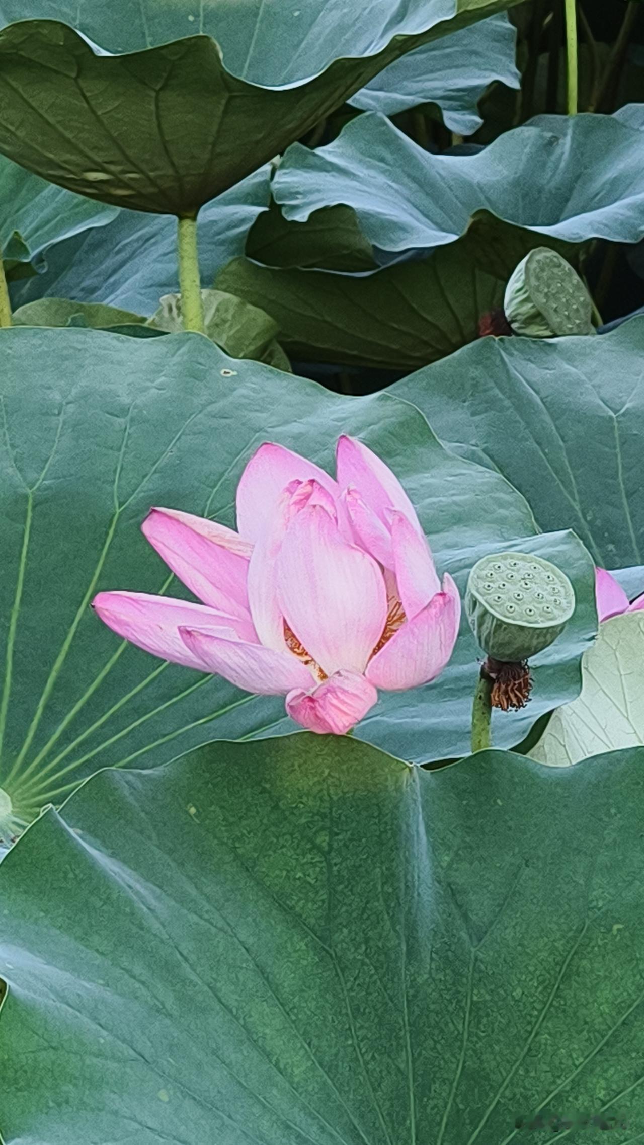 很佩服一家小吃店的老板，真有底气。

看网上有不少人晒荷花，下午没事，就去一个离