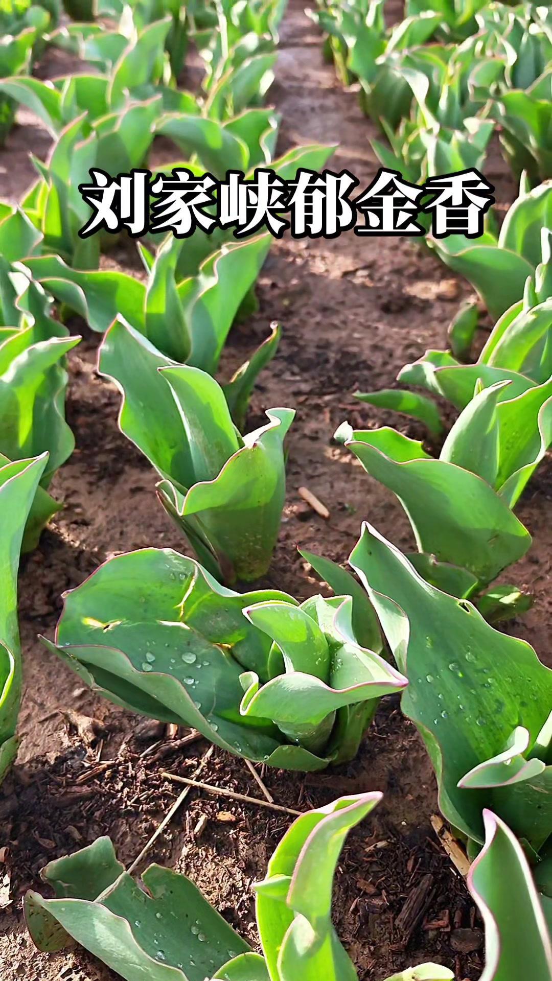 🌸刘家峡的郁金香正在蓄力绽放，距离盛开的日子越来越近啦～看着花苞一个个鼓起来，