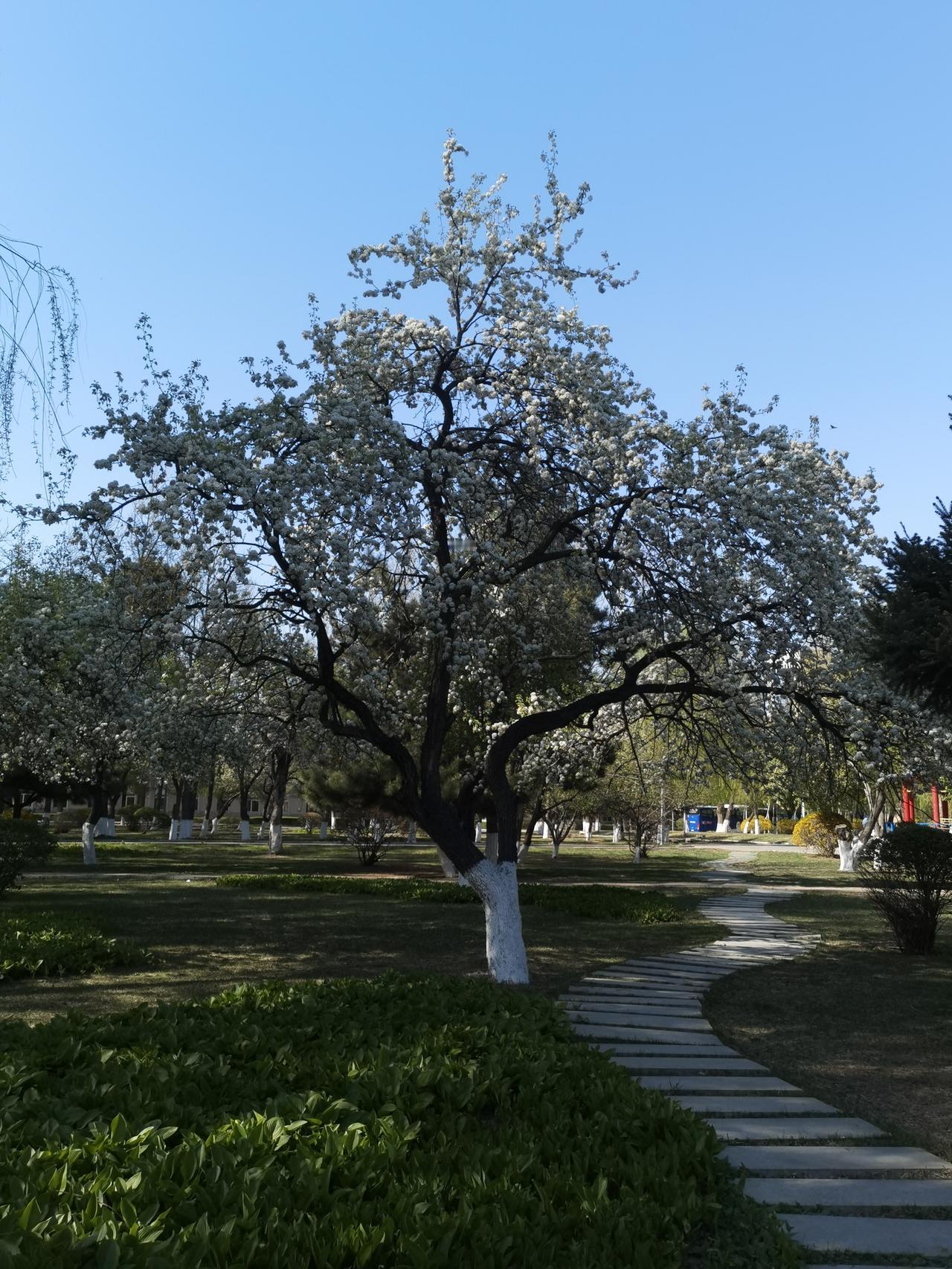 漫步沈阳——塔湾街601社区院内鲜花盛开