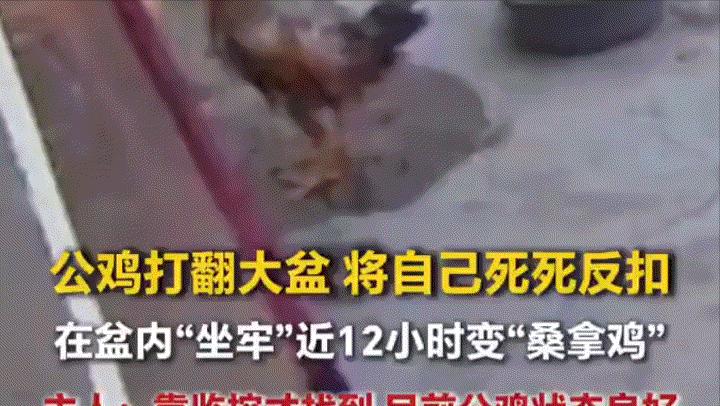“真的太离谱又好笑！”近日河南周口一位女子自家的公鸡，好好在院子里闲逛，结果自己