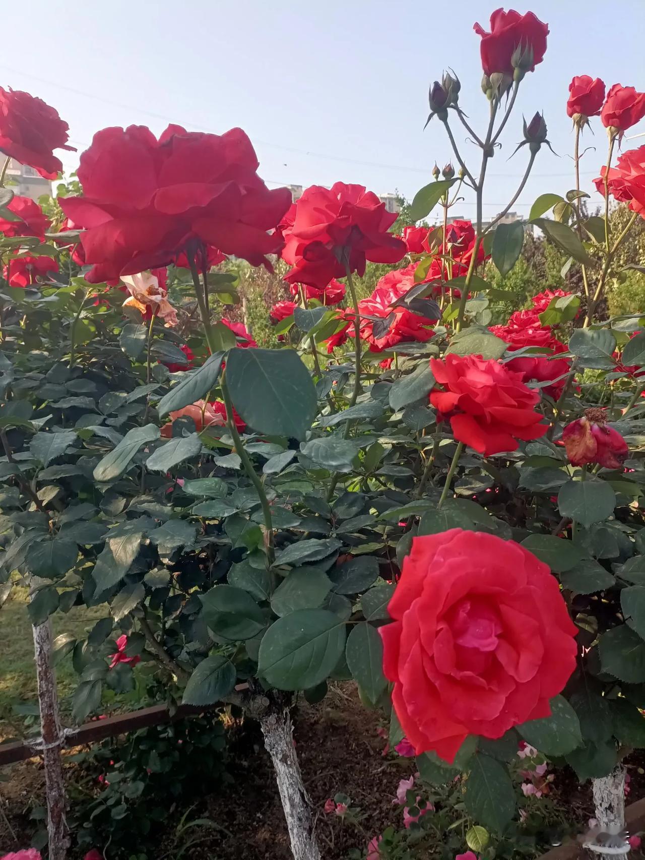 早上公园跑步打卡，花儿还是这样红，活好当下就行，不要思前想后，自己难为自己。