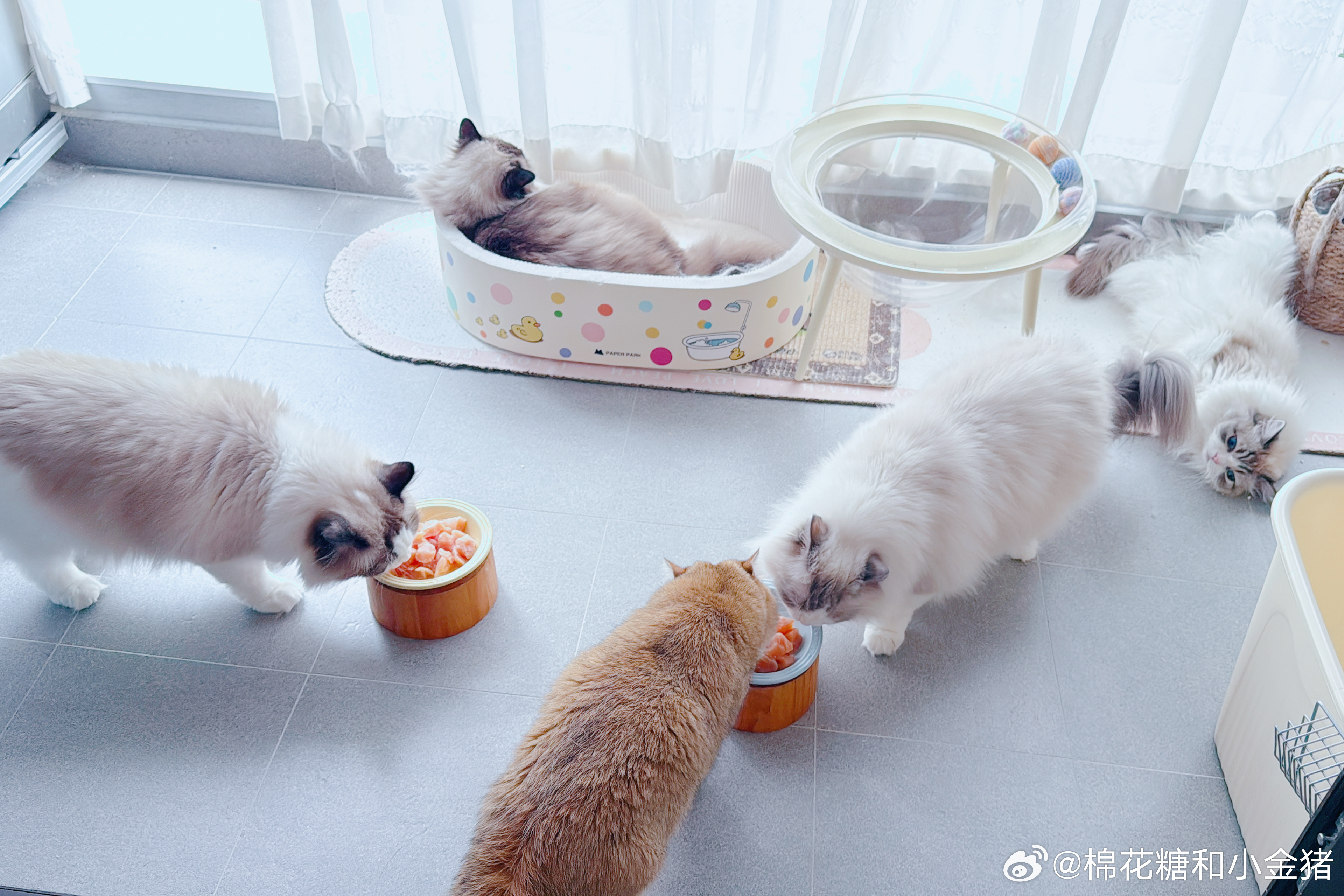 糕：饿鼠了。 