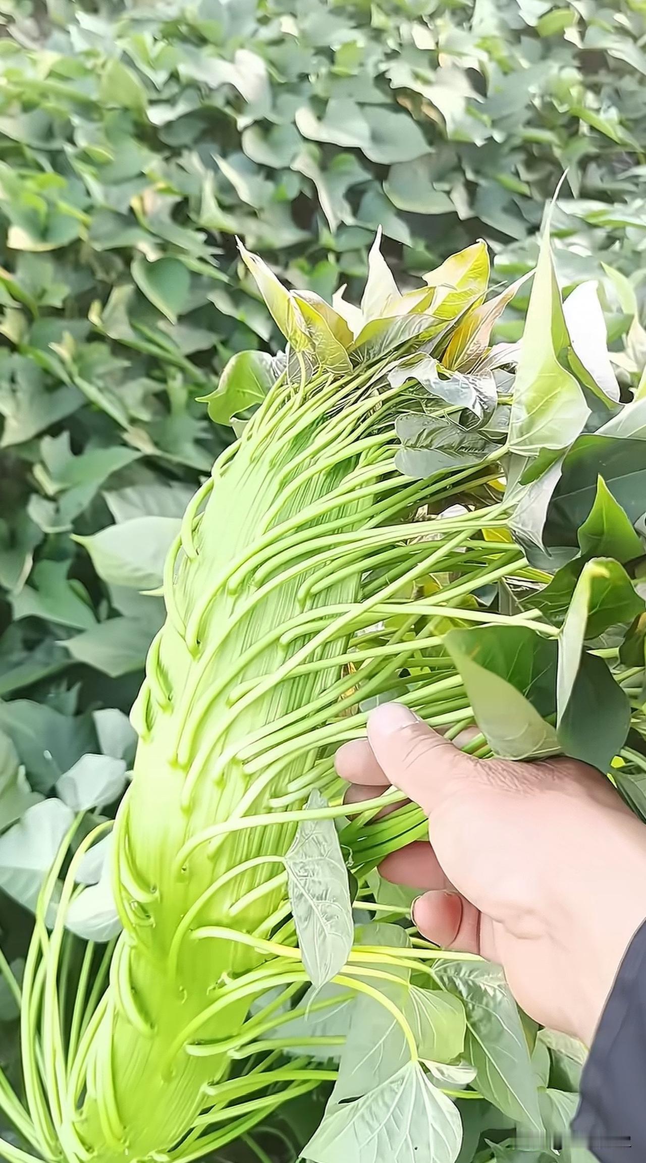 种了几十年地了，还是第一次见，这是要成精吗？红薯