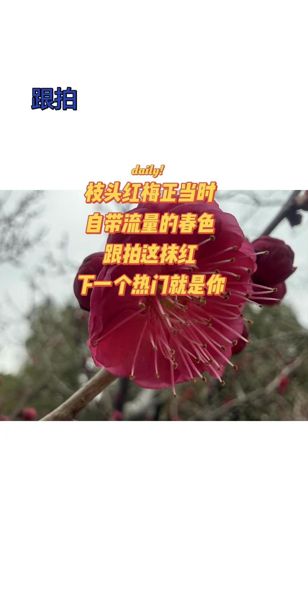 跟拍这抹红，自带流量。跟拍原创视频我的图片 跟拍摄影 跟拍一个 跟拍照片