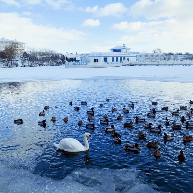 乌克兰暂停与俄和谈，后果可不少。从俄方反应看，扎哈罗娃认为乌方缺乏和平意愿，佩斯