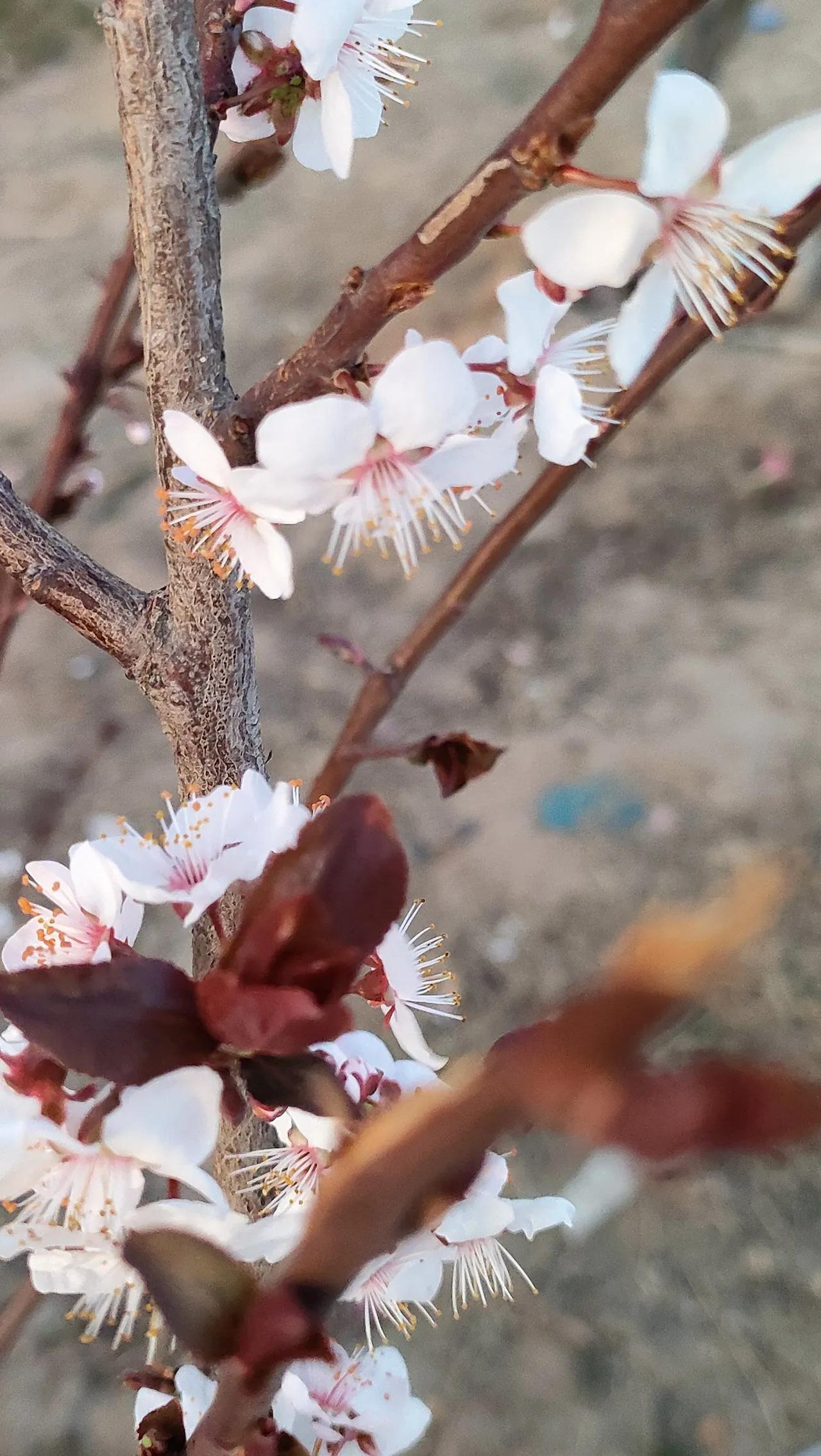 镜头里，粉嫩的花瓣层层舒展，似婴儿的肌肤般娇嫩，在微风中轻轻颤动。每朵花中心，纤