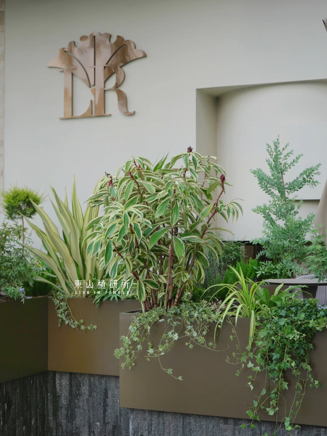 东植x 一见岚|夏日风情的绿植造景设计