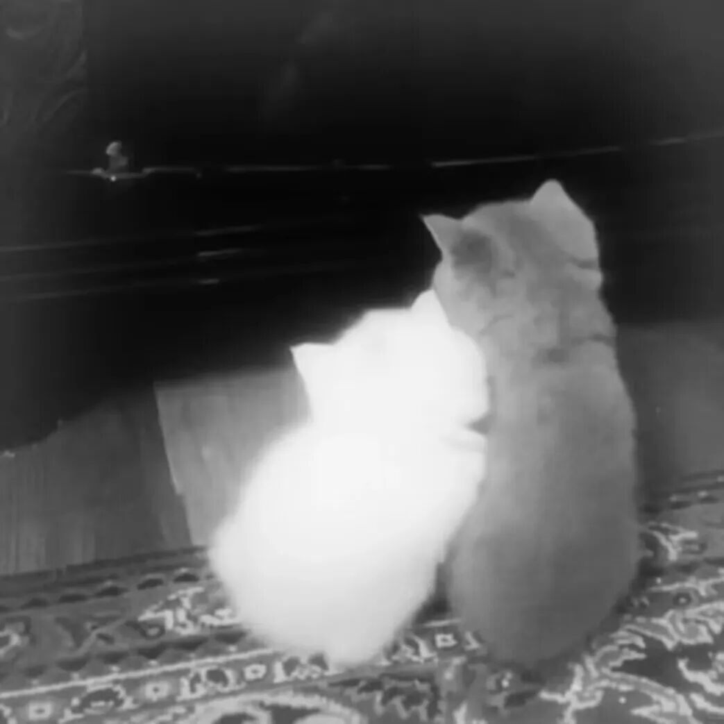 ᵒ˙ ᵒ ᵒ♡ᵒ!!_韩系背景图 ​​​