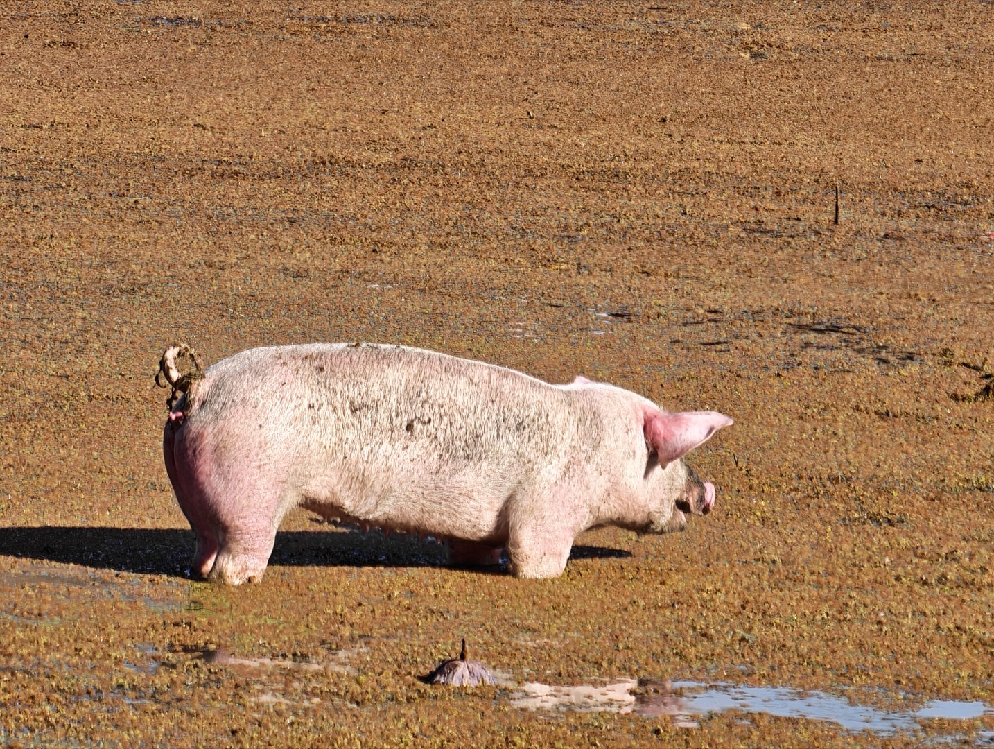 大年初一来看抓猪，好是好玩，就是有点短暂。 