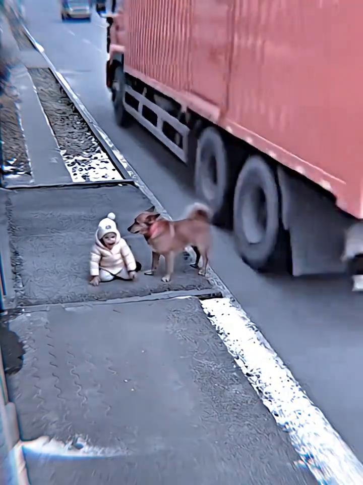 闯进陌生人，金毛救了小主人。