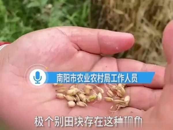 小麦发芽是极个别现象，可农民受的影响不是极个别。
河南驻马店等地，最近因为小麦收