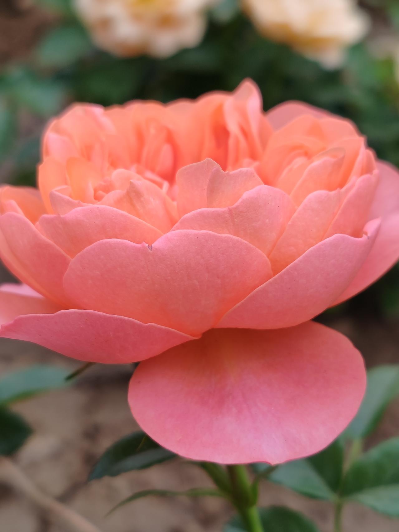 晒图笔记大赛小区的随手拍。