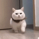 表情包[超话]这么走路对猫很有难度的感觉…… ​​​