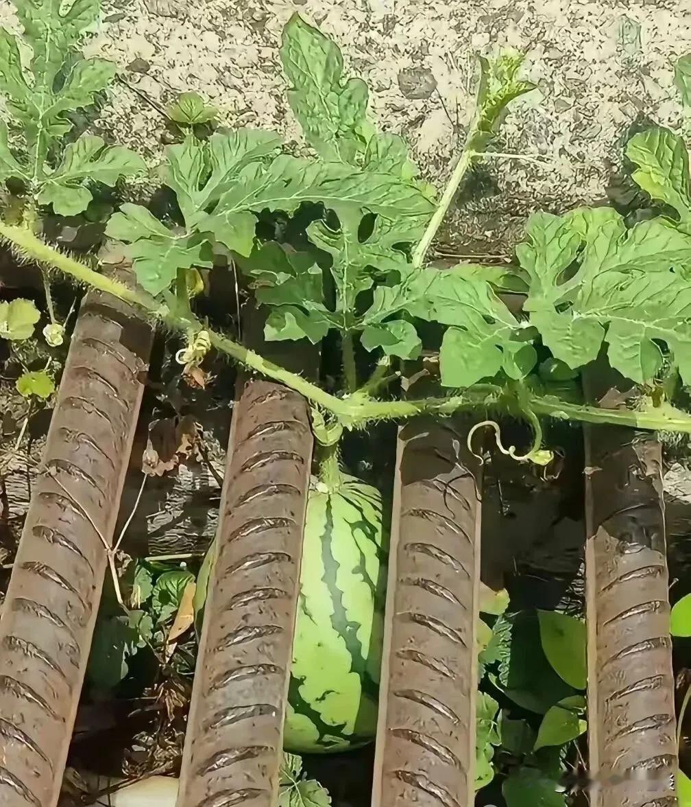 有没有高招怎么才能吃到这个西瓜。这西瓜算是废了，好好地面上不长，非要钻到下水道里