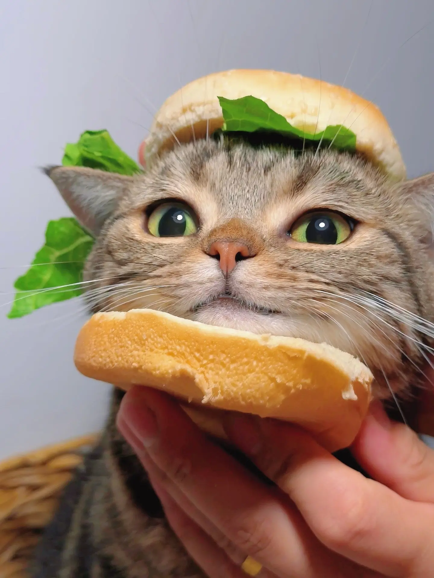 今天吃猫咪味道的汉堡包吧。端午粽子忘记准备了！！