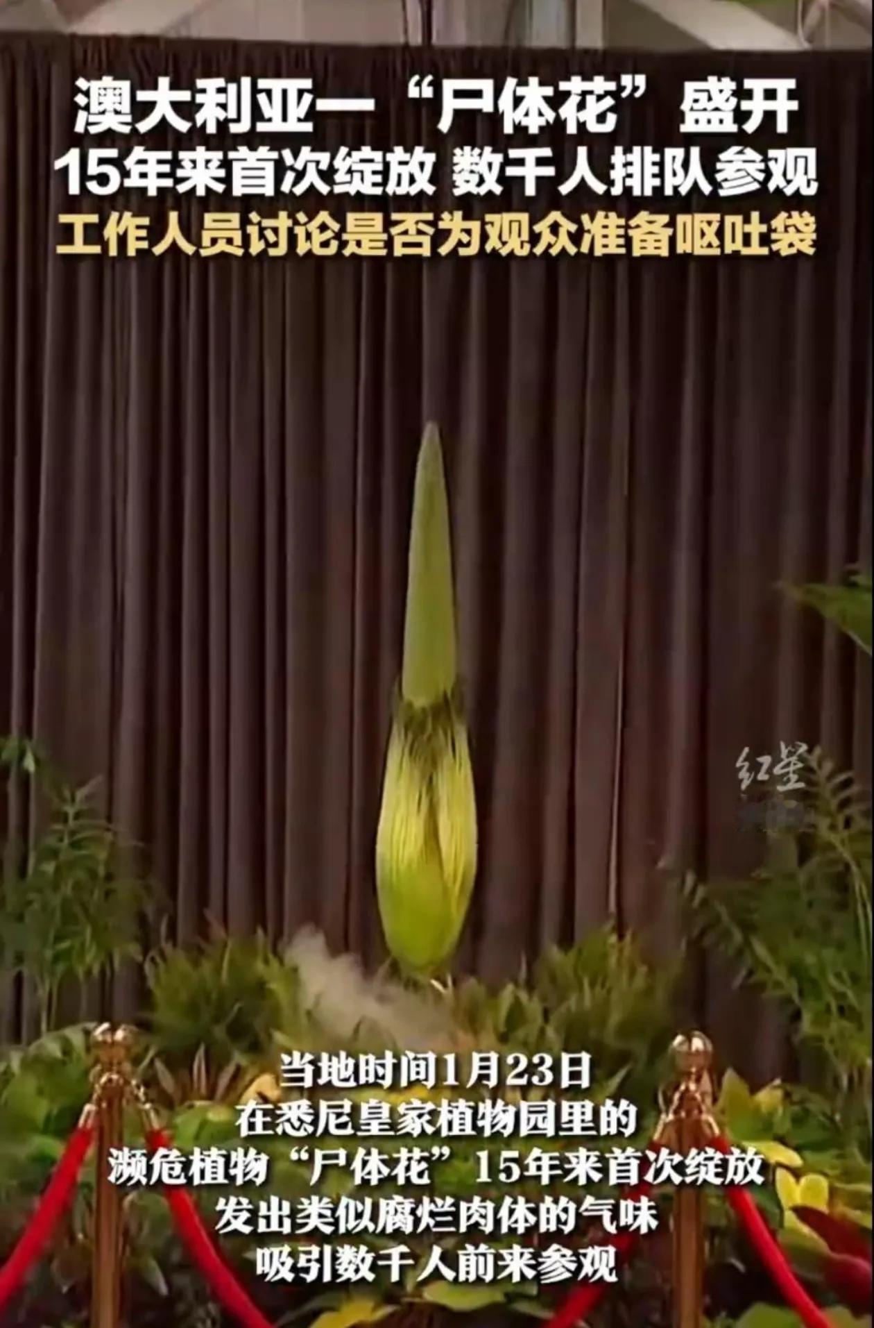 悉尼皇家植物园惊现罕见“尸体花”，奇特臭味引数千人排队围观。

2023年1月2