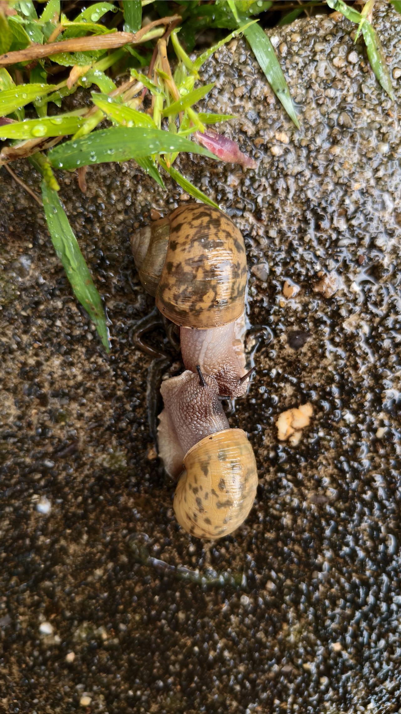 雌雄同体的蜗牛。