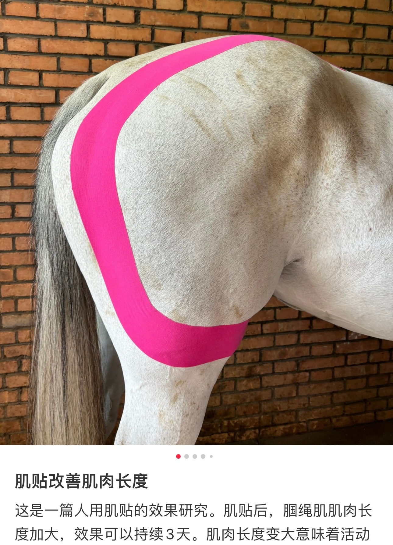 刚刚随机刷xhs，刷到一个马屁股上贴了肌贴，吸引了我，然后我就开始点进主页看，发