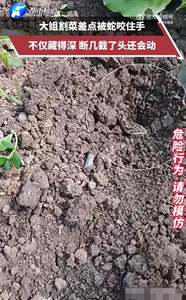 安徽，一女子在自家菜地割菜，当她伸手拨开菜叶时，发现一条小蛇盘踞其中，蛇头高昂，