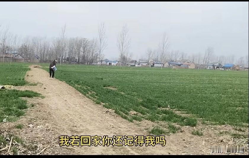 刚刚刷到头条上一个二姐的视频，她是山东的，看样子是在给小麦施肥，田野里一片小麦绿