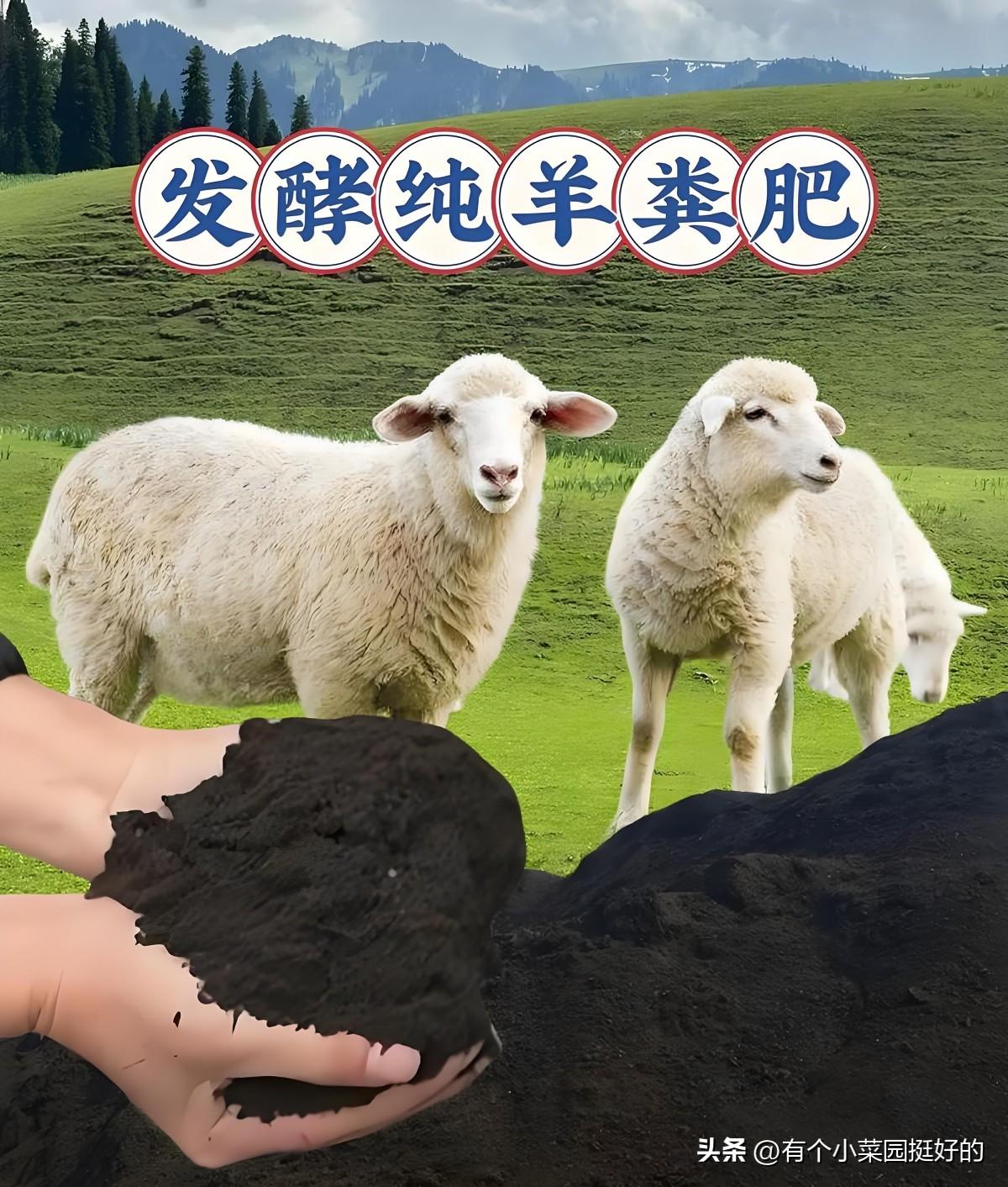 夏菜没种好？跟着养好土壤，秋冬萝卜白菜一定大丰收

我家西红柿马上就要拔藤清园，