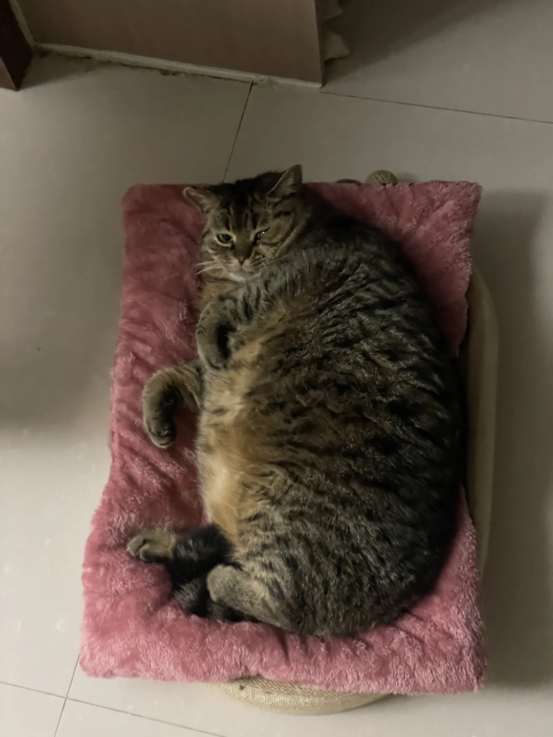 毛茸茸就是舒服