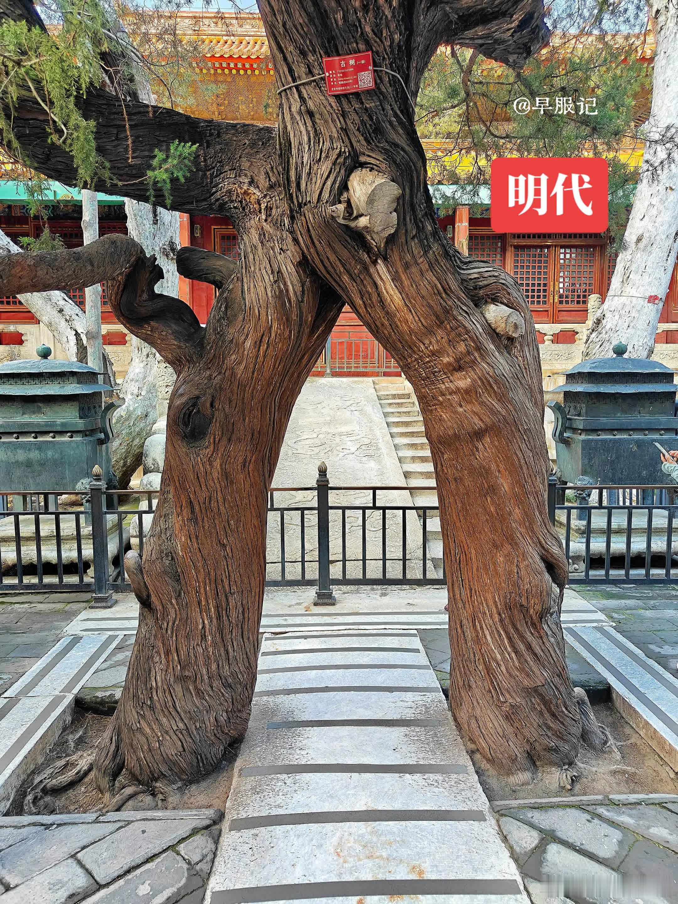 北京故宫御花园排队打卡圣地，非常火爆——天一门内、钦安殿前的「连理柏/人字柏」。