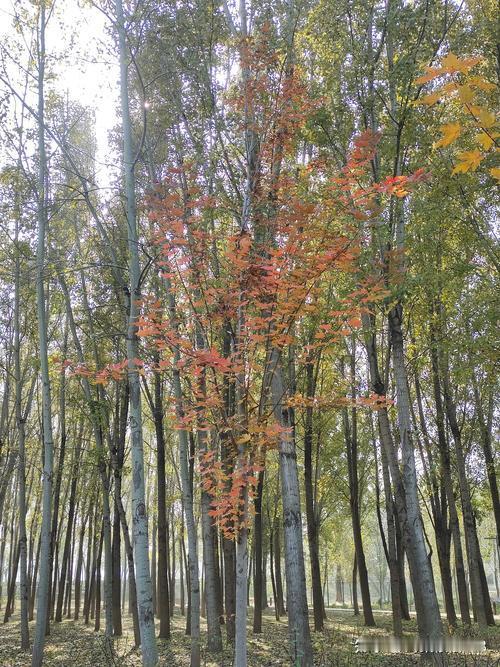 下联:冬雪伤红花，请出上联秋风扫绿叶