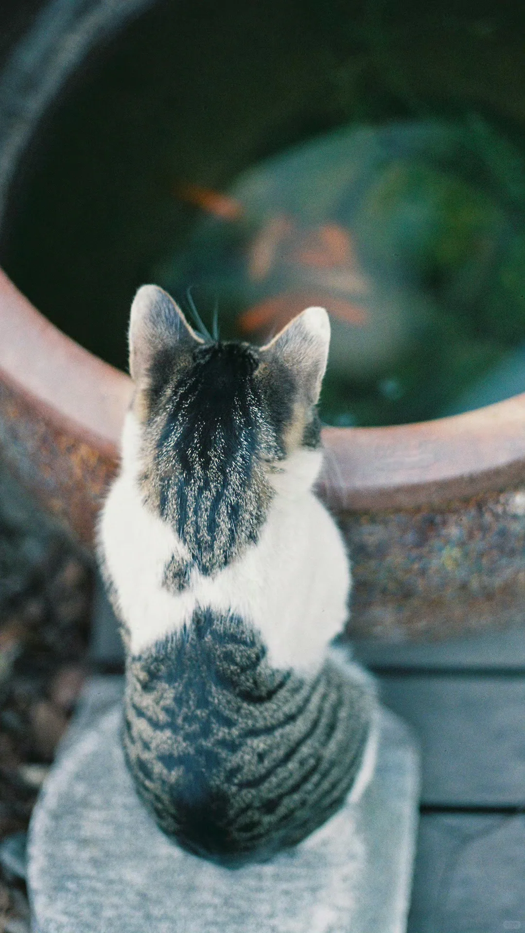 猫猫养的锦鲤