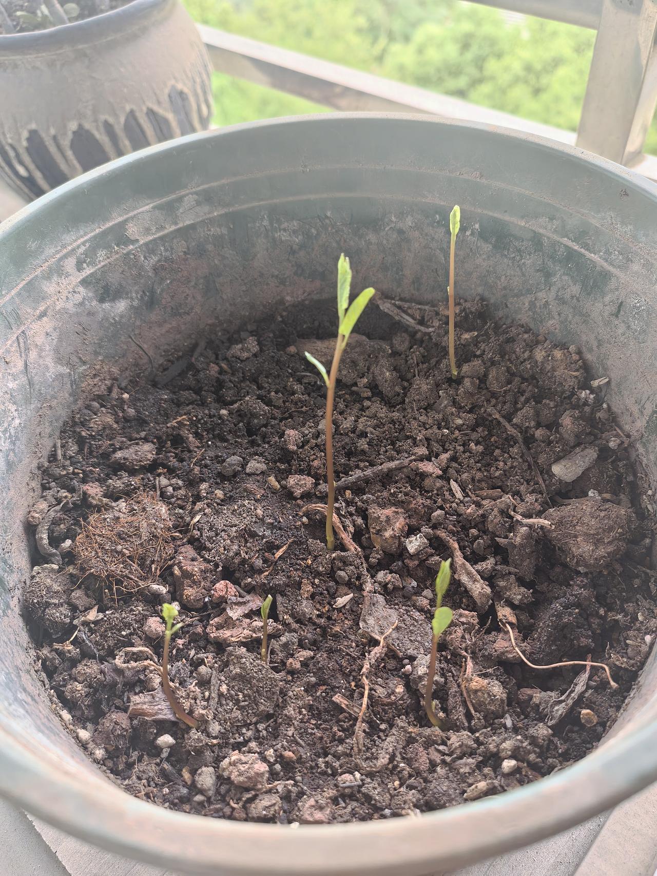 晒图笔记大赛发芽了哦期待长大