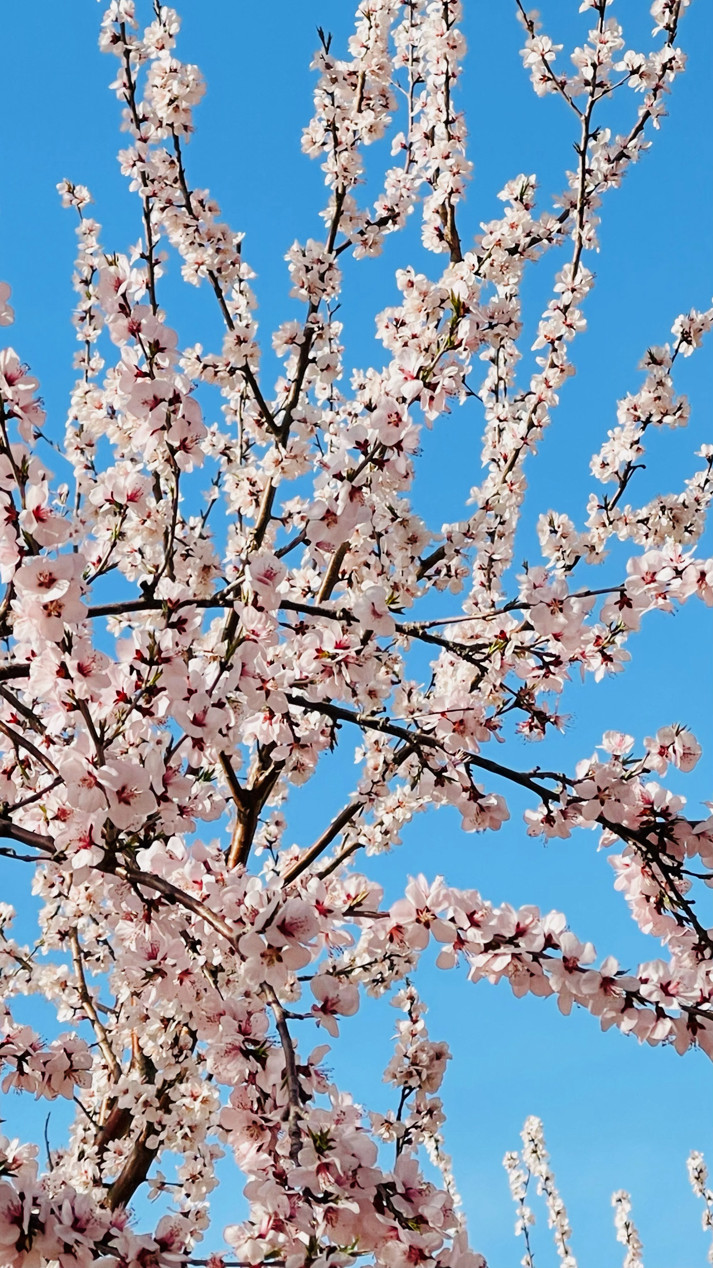 春天终于来了！但是羽绒服貌似还不能收！🌸🍃🌼🍃🌻🍃🌷🍃🌹🍃?