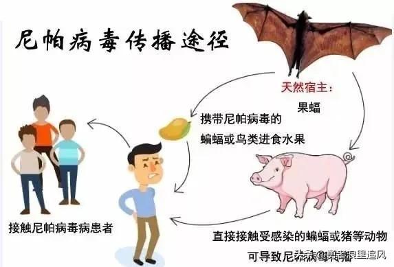 中国提前布局，为“尼帕病毒”传播筑牢“防火墙”，确保国内人民生命安全！

中国向