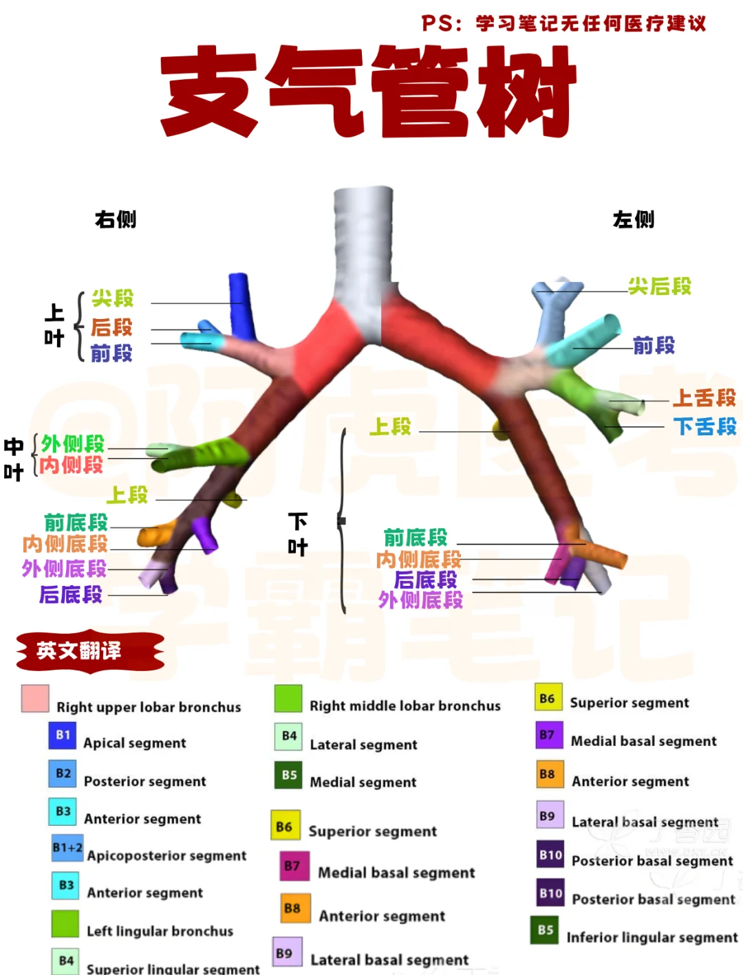 医学生笔记📒｜支气管树👆