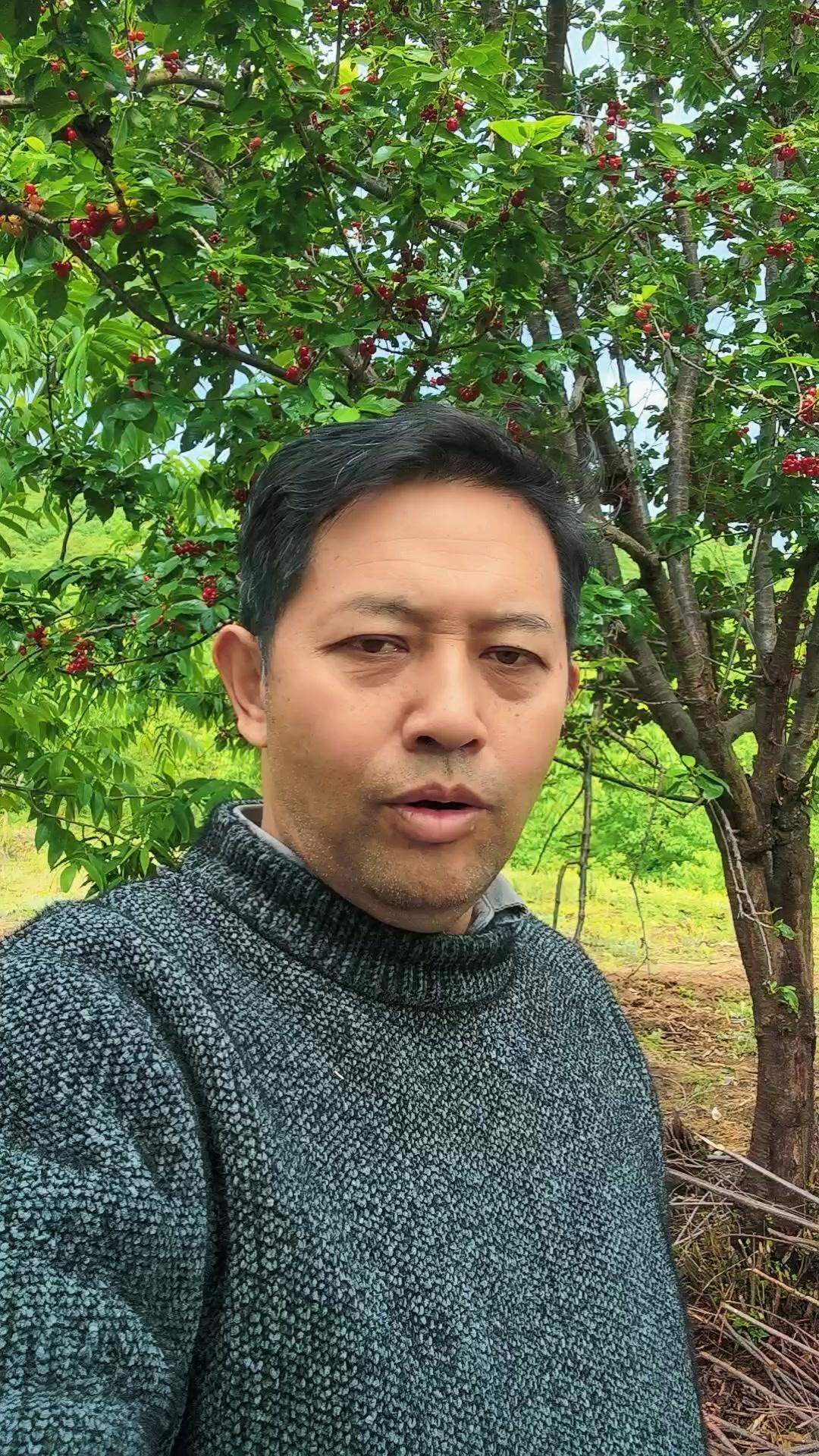 在大理漾濞的核桃林里，有两棵鲜明对比的樱桃树。一棵果实累累却无人采摘，另一棵看似