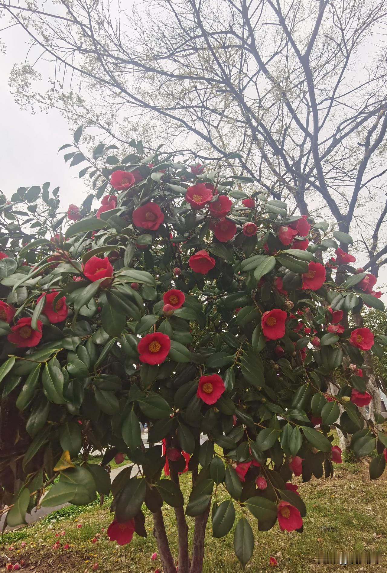 春光明媚的季节，只要出去走走你保准能找到100个幸福的理由。[笑哭]

路上开的