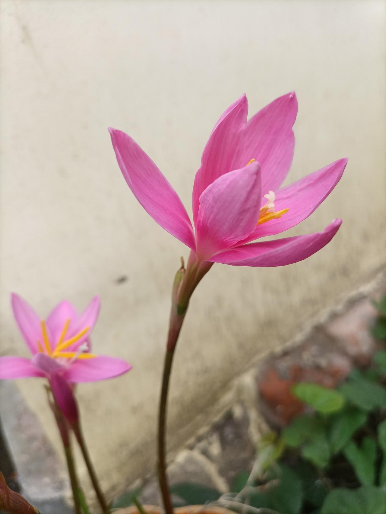 【夏之韵·艳而不俗、纯净鲜亮的“风雨花”】夏日生活打卡季
在花国世界，我喜欢所有