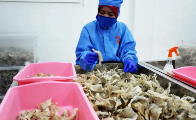 海关总署一纸通报，暂停19家印尼企业输华，燕窝水产出口遭重创
 
7月，海关总署