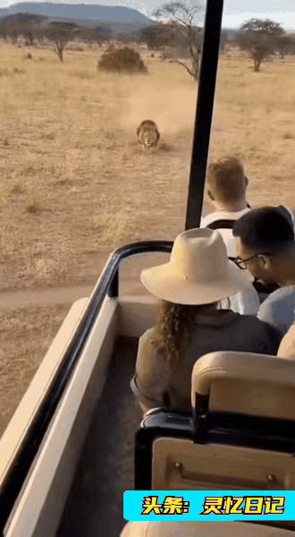 你觉得这是狮子“狗狗祟祟”还是狗子“师里狮气”呢？