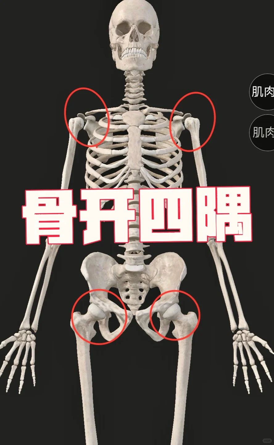 骨开四隅
