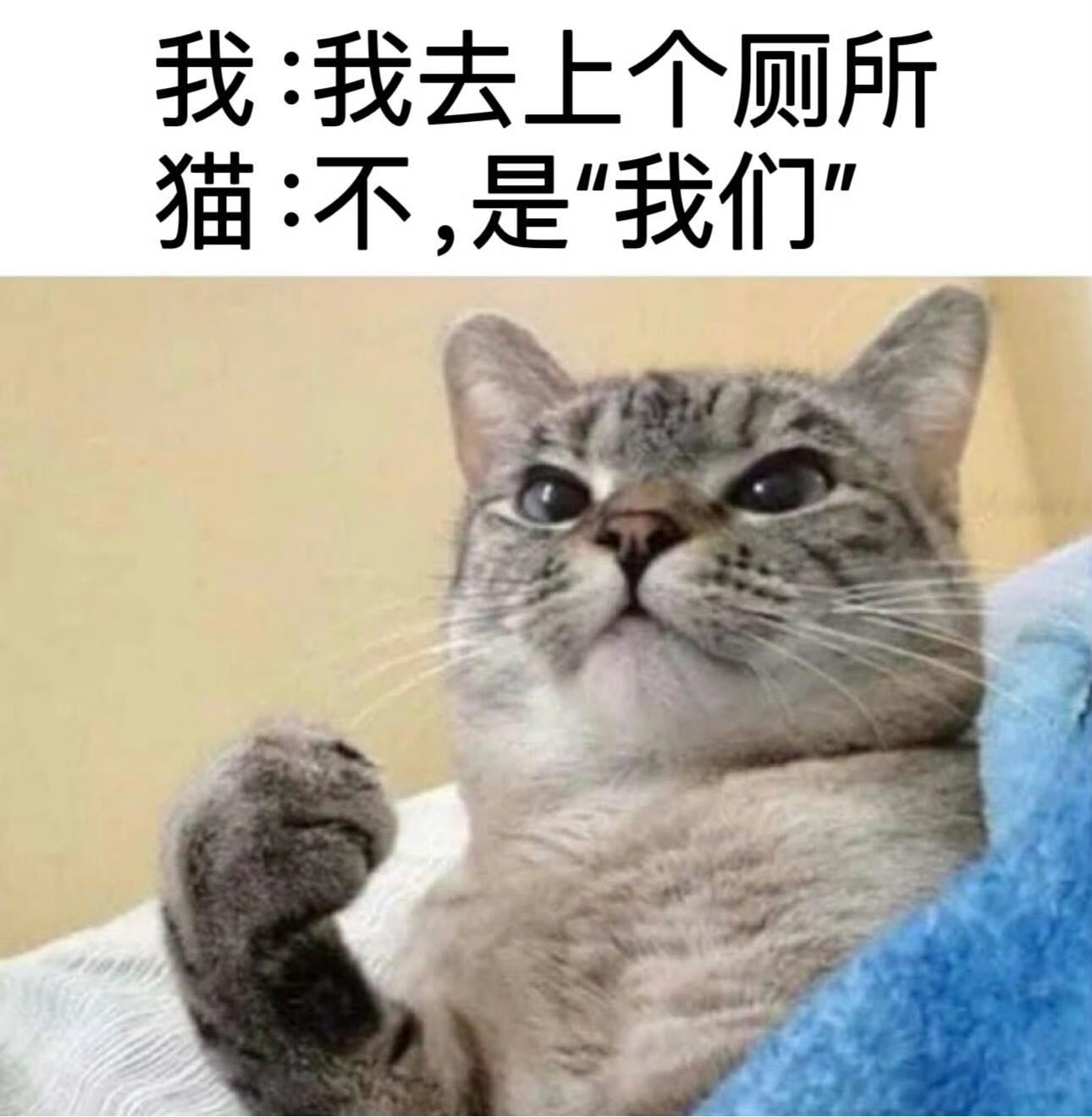 猫的偷窥欲，名副其实的厕所搭子 