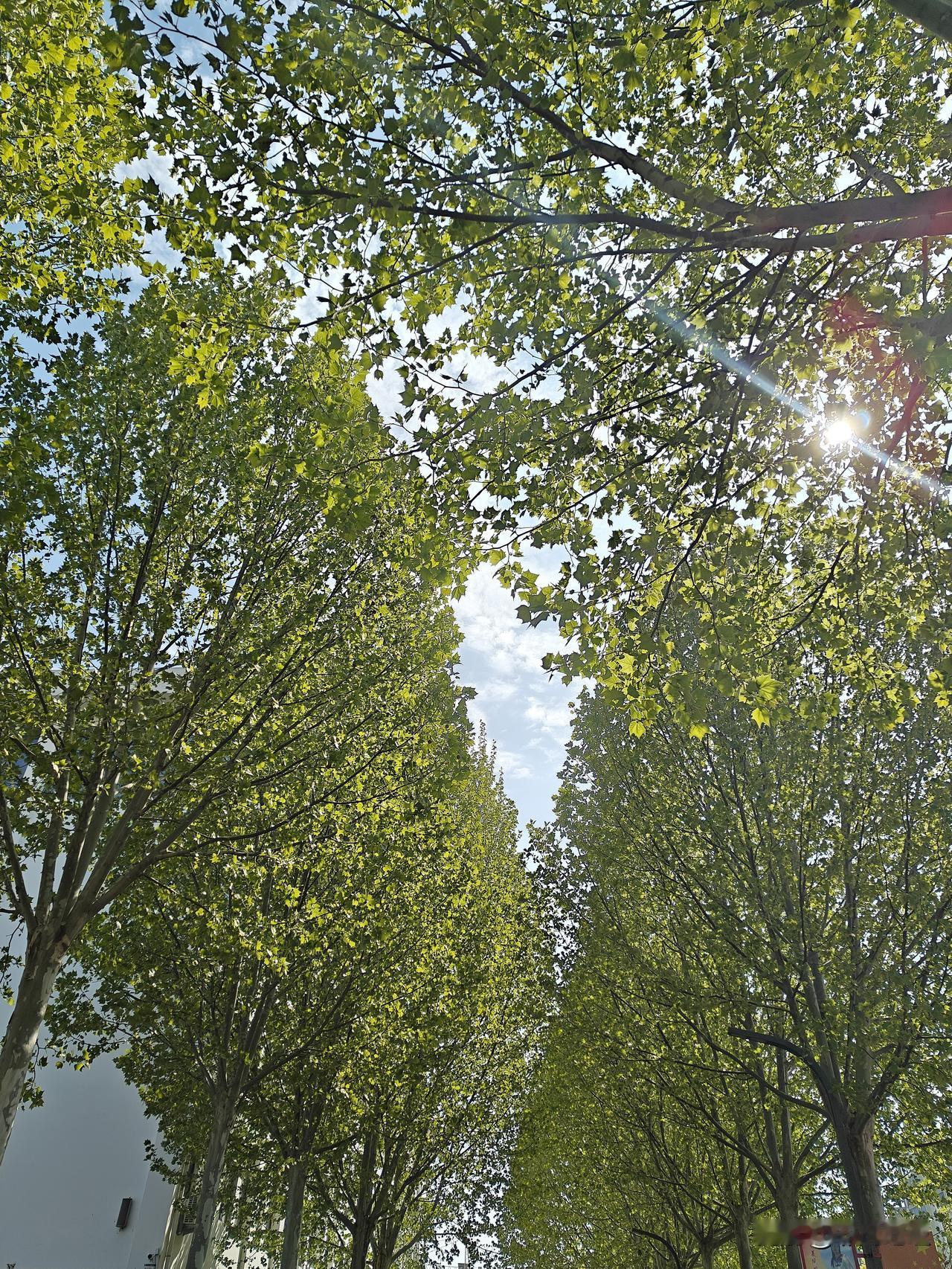 阳光正好，微风不燥！这个时候应该是最舒服的季节了！除了有些柳絮纷飞，杨絮纷飞还有