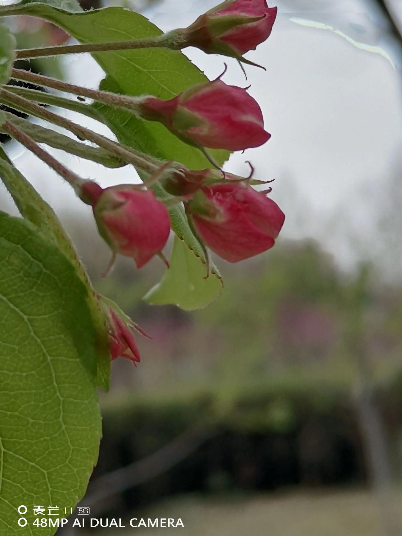 马年迎春，海棠报喜。这满枝的嫣红蓄势待发，恰似马年鸿运，只待风起，便能热烈绽放，